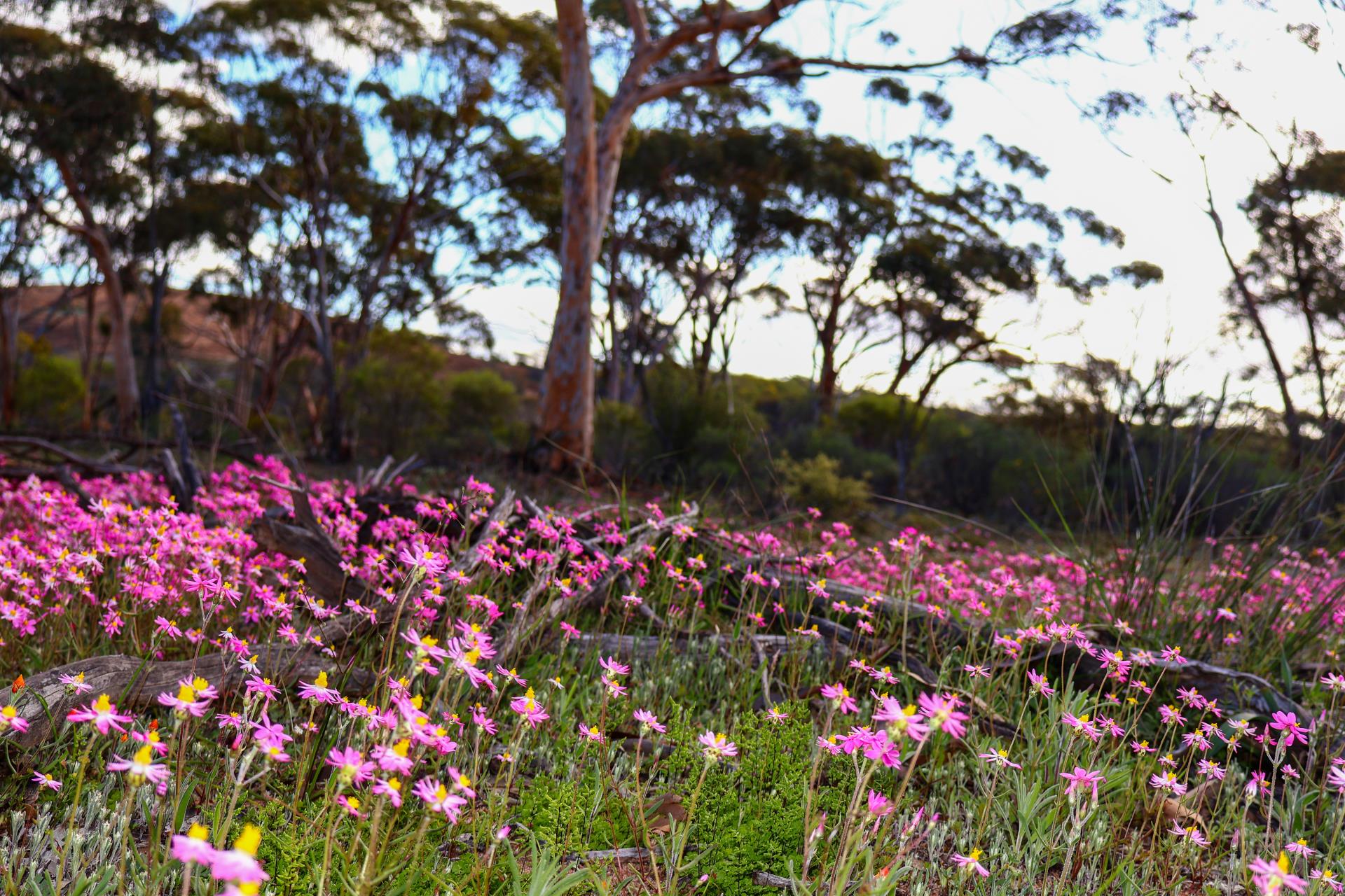 SHIRE OF MERREDIN WILDFLOWER EXCELLENCE RATING SCHEME AWARD